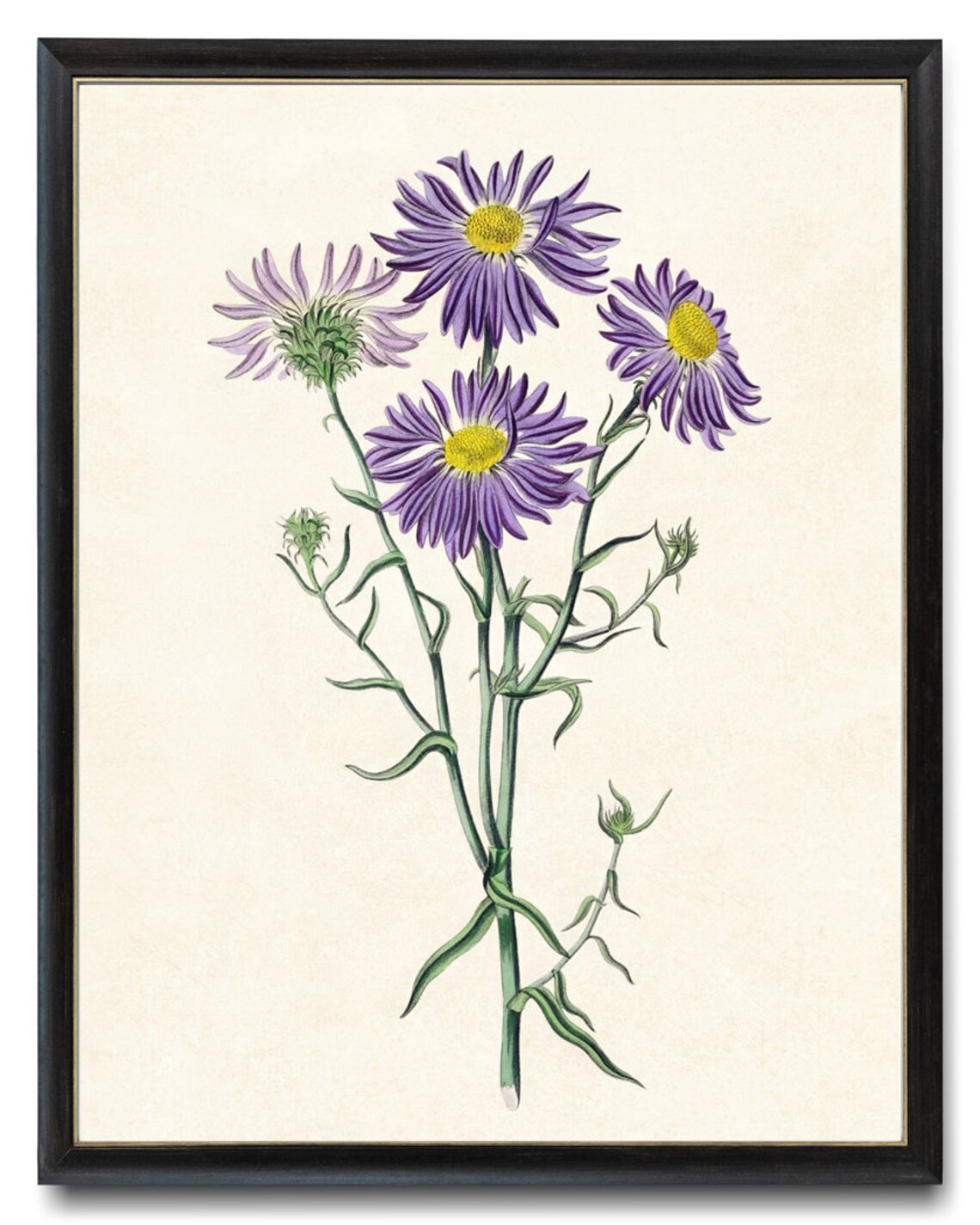 Chilean Aster Vintage Floral Art Print, Botanical Illustration
