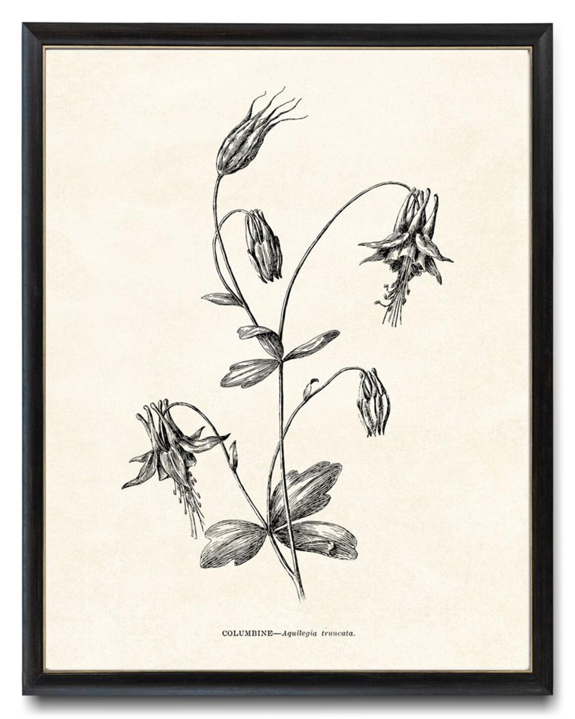 Columbine Aquilegia Truncata Vintage Botanical Line Art Study Poster