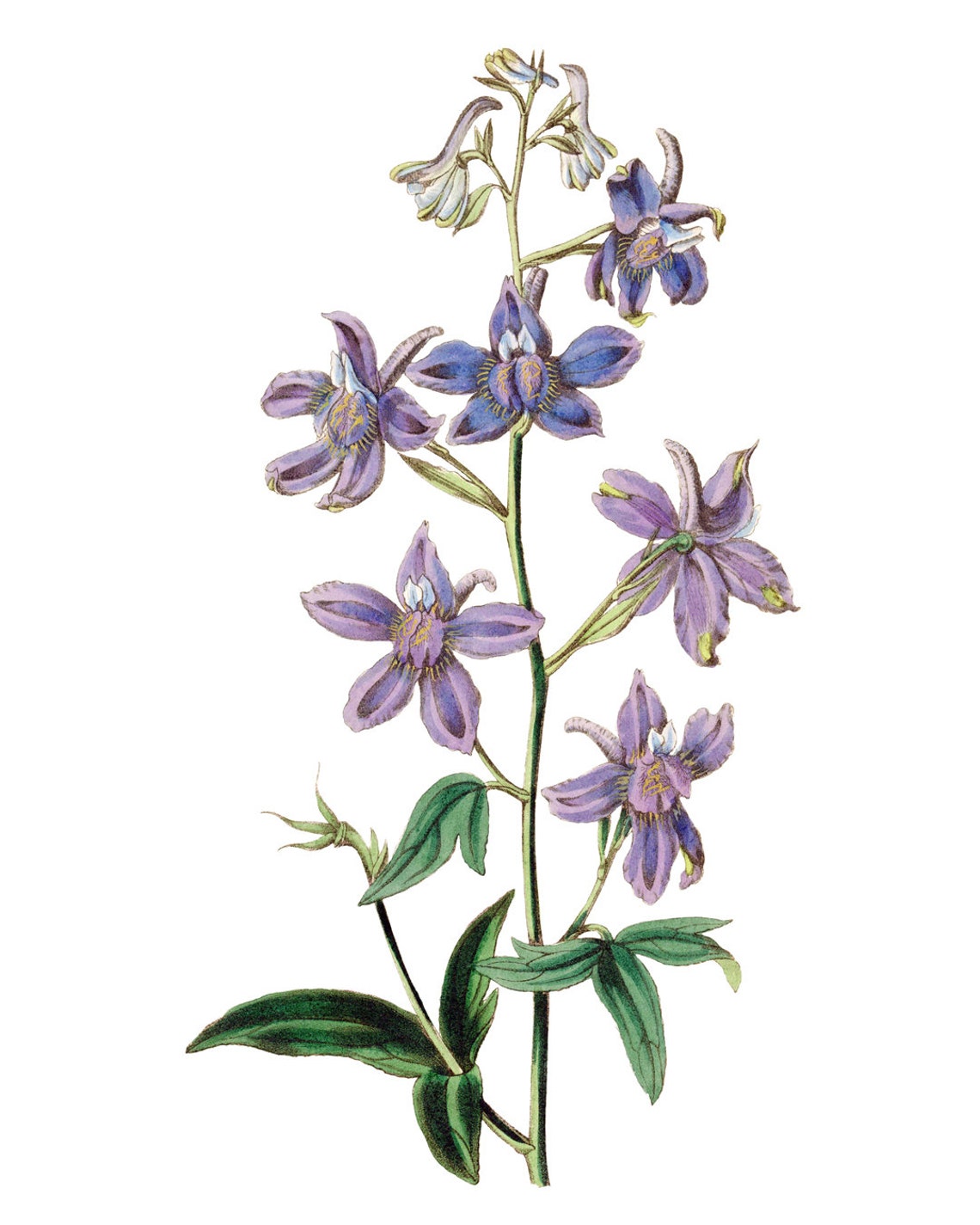 Purple Larkspur Wildflower Stem Vintage Botanical Illustration Poster - Image 2