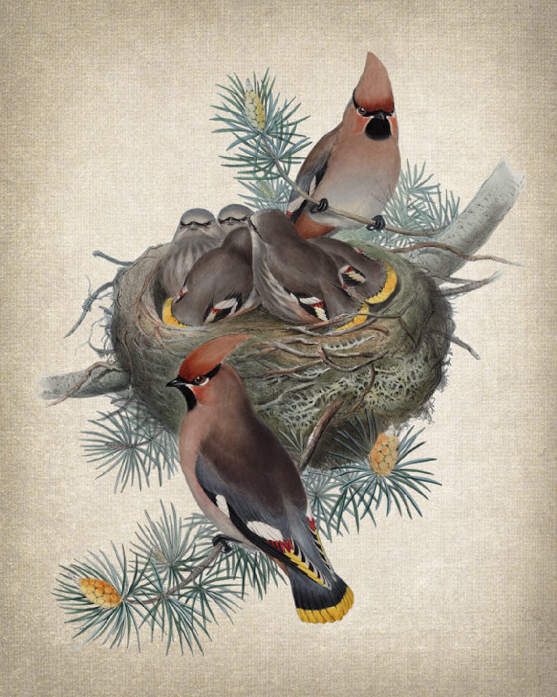 Bohemian Waxwing Birds Vintage Illustration Print - Image 2