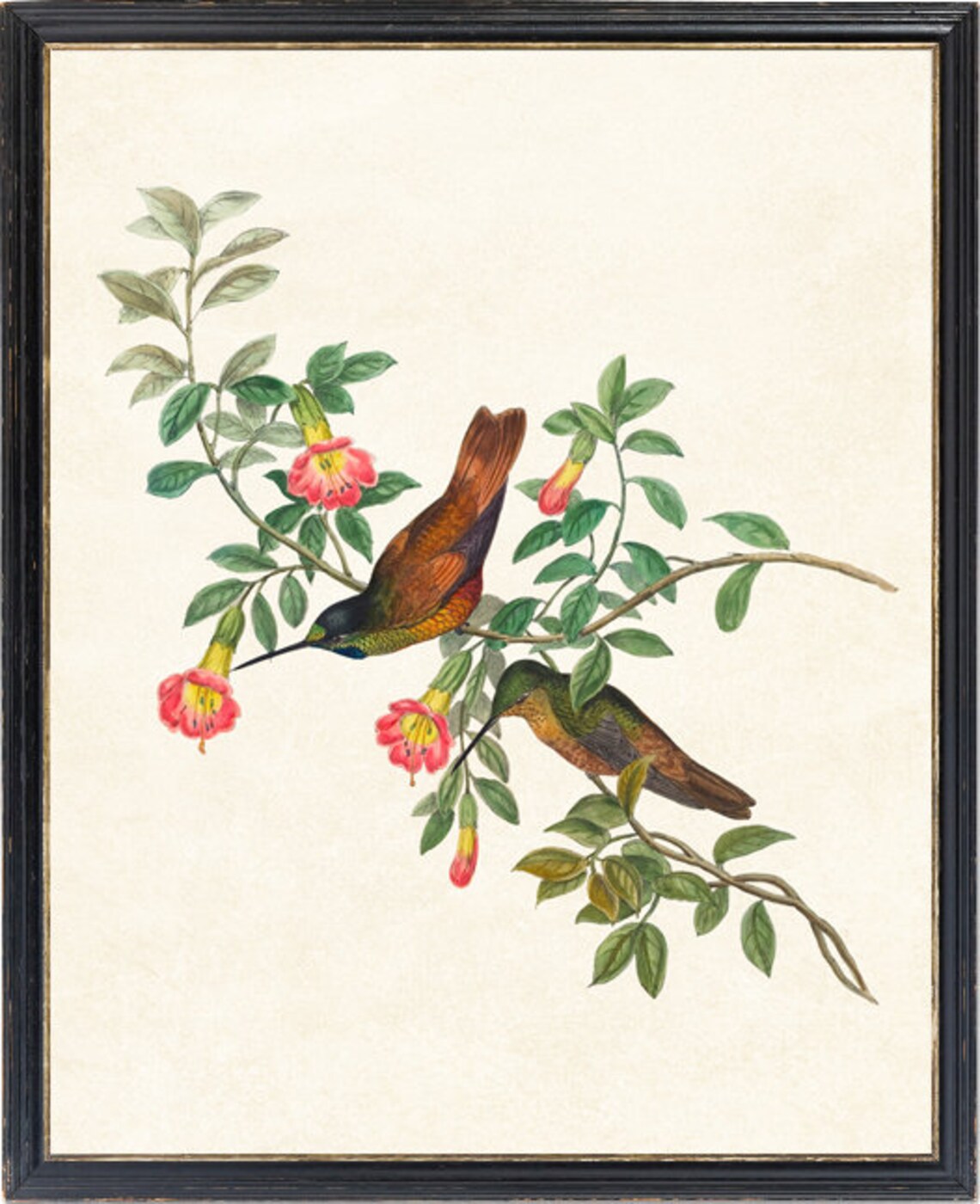 Green Hummingbird Pair Feeding on Trumpet Flowers Vintage Print - Image 4