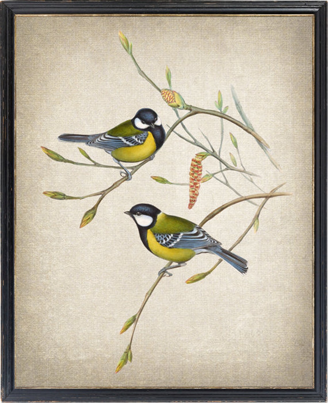 Great Tit Birds Pair on Branch Vintage Bird Illustration Poster