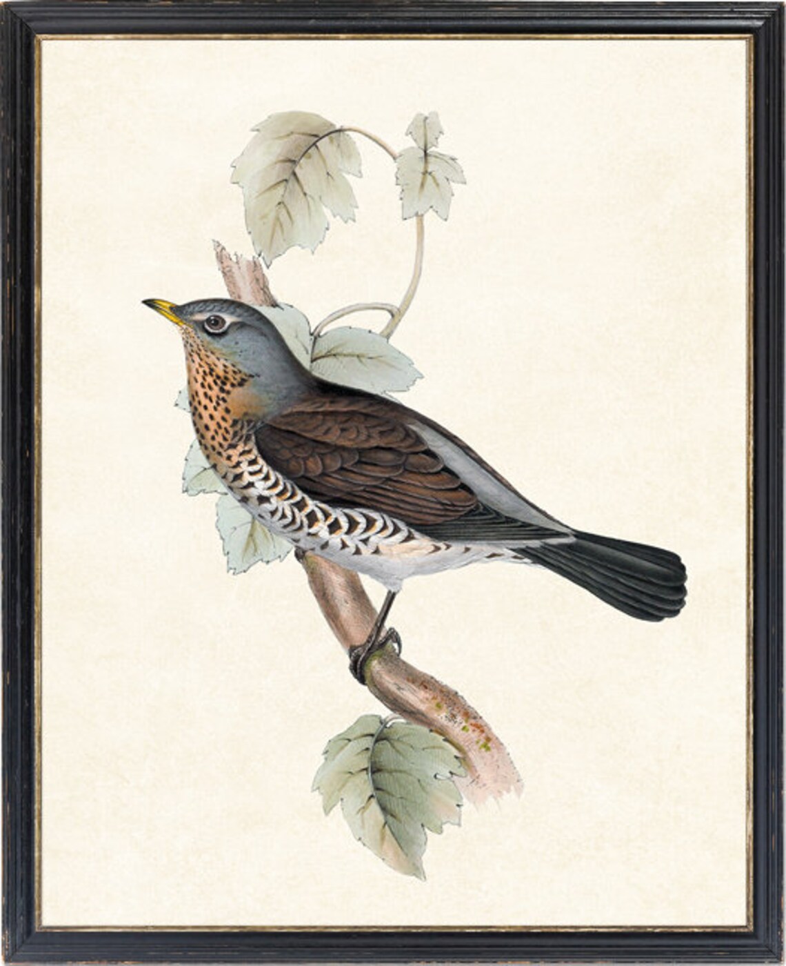 Vintage Fieldfare Thrush Illustration Antique Bird Naturalist Poster - Image 4