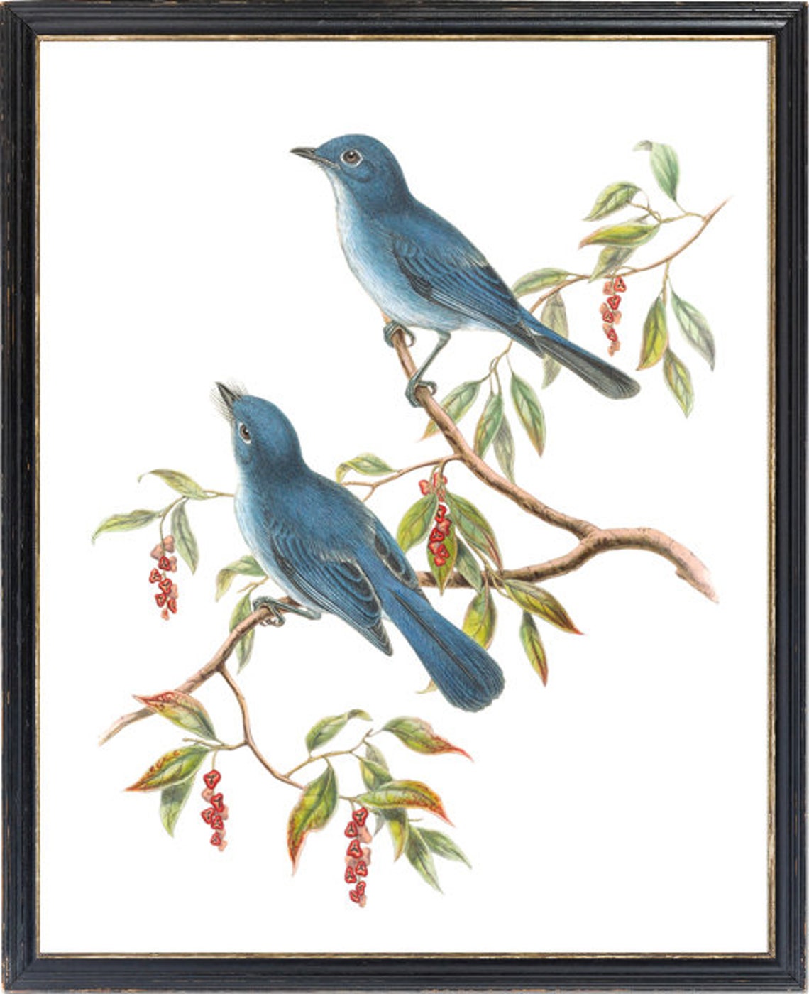Vintage Blue Flycatcher Pair Antique Bird Illustration Poster - Image 3