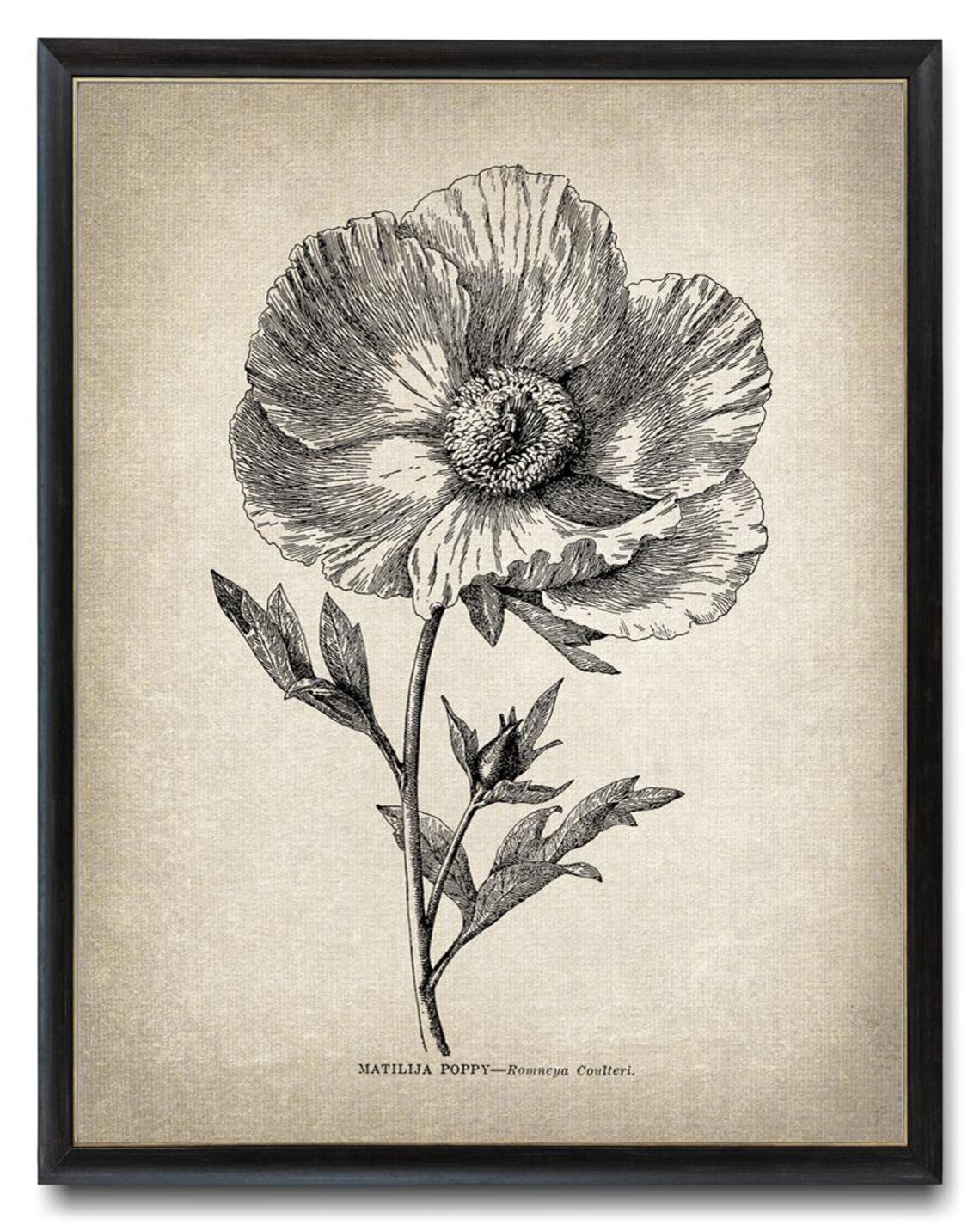Matilija Poppy Romneya Coulteri Vintage Botanical Line Art Poster - Image 3