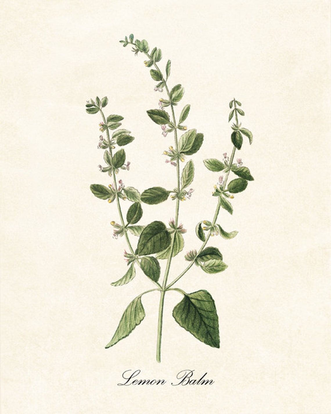 Lemon Balm Herb Culinary Herbal Plant Antique Illustration Kitchen Botanical Art Print Instant - Image 2