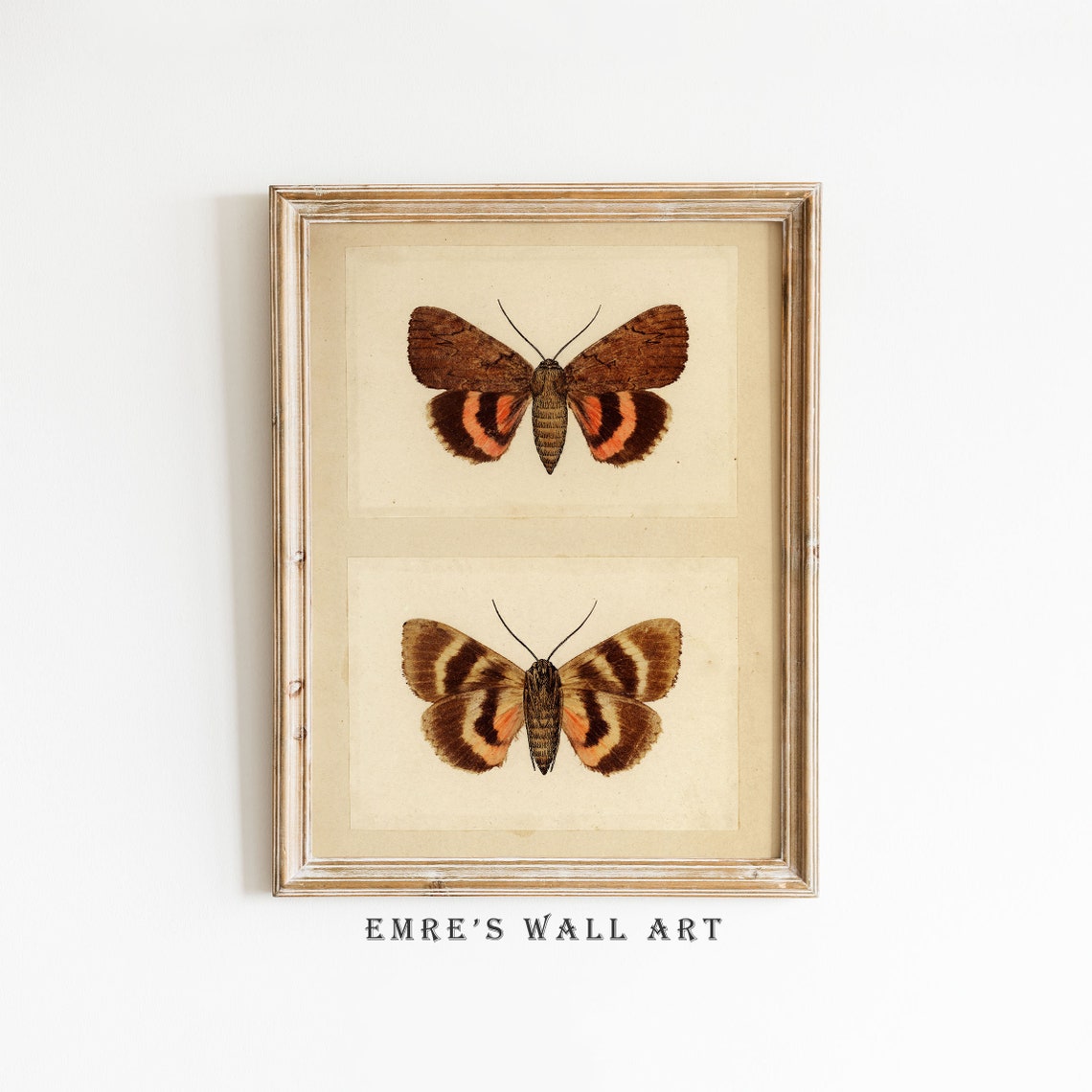 Two Moths Vintage Entomology Illustration Natural History Poster