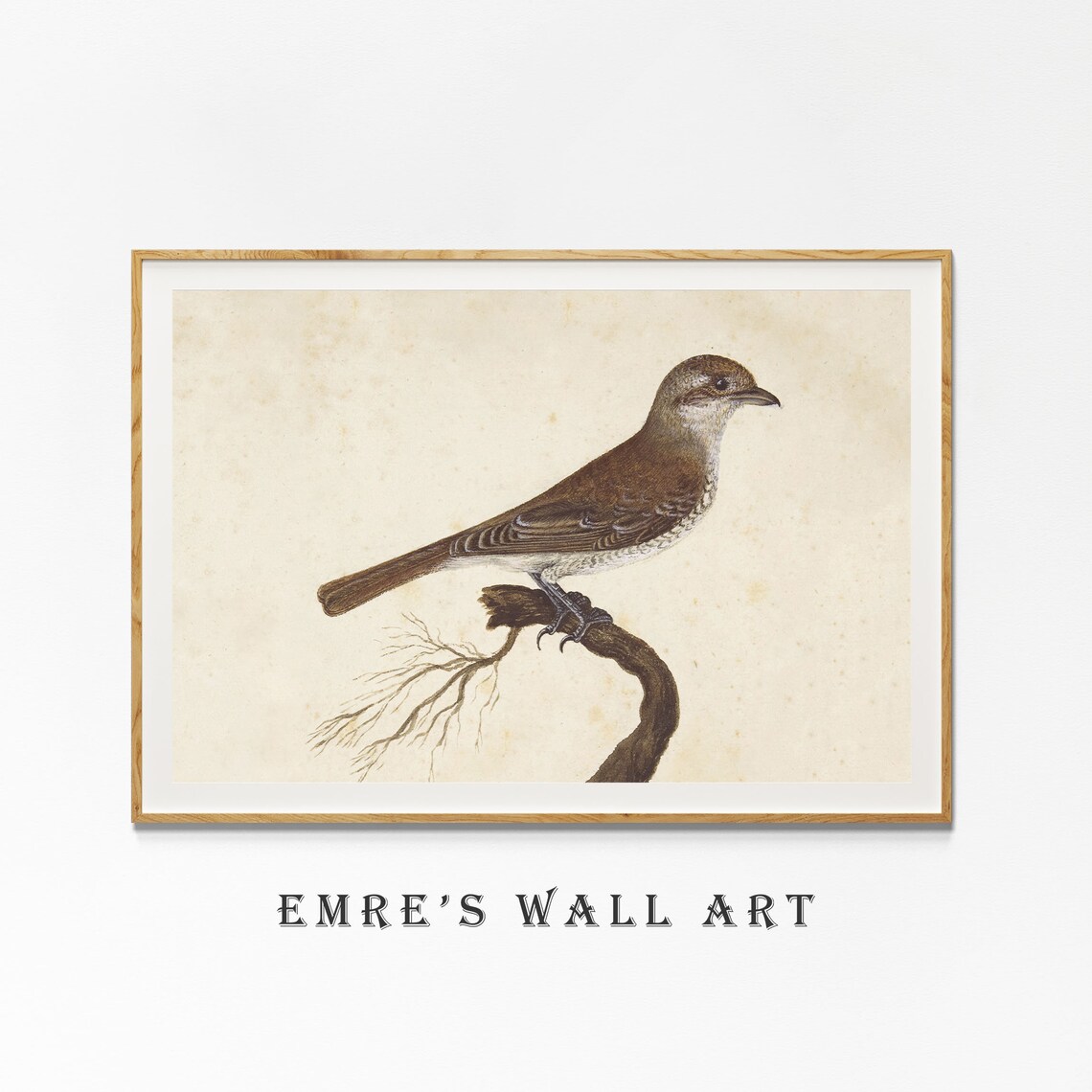 Antique Brown Bird Painting Vintage Songbird Branch Botanical Poster - Image 4