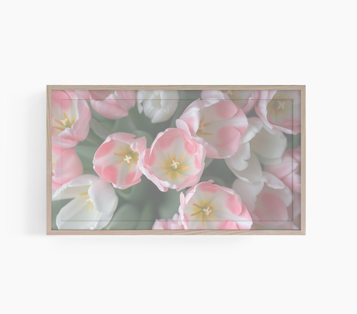 Pink White Tulips Close Up Soft Spring Blossom Floral Poster
