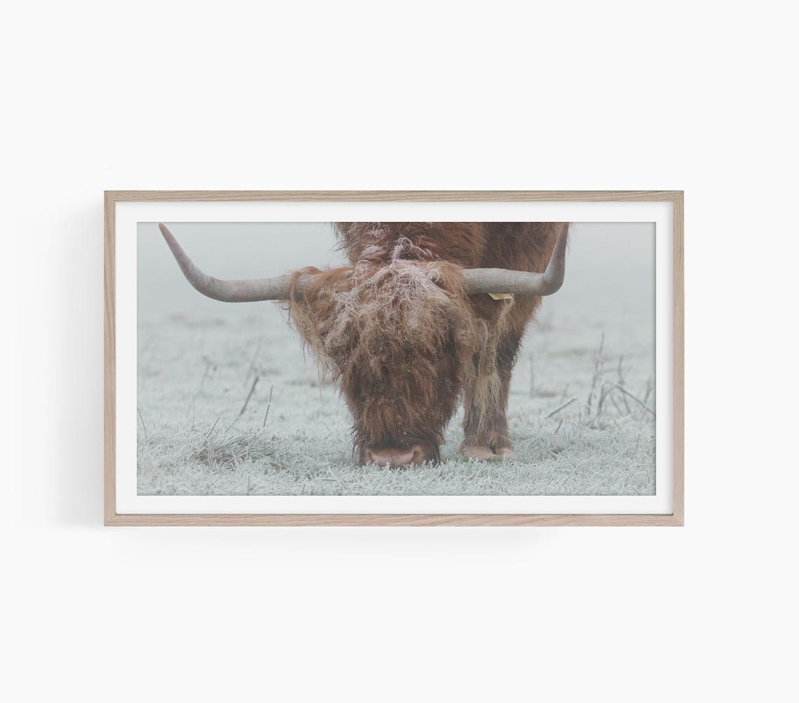 Snowy Highland Cow Tv Art Frame Tv Art Cow Highland Cow Art For Tv Modern Farmhouse Art Frame Tv Art Winter Art T789