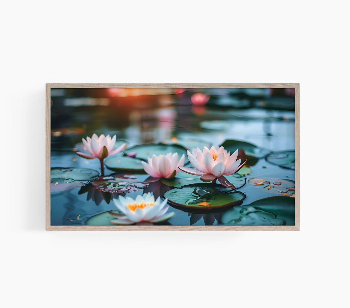 Pink Water Lilies Blooming Pond Green Lily Pads Photo Poster