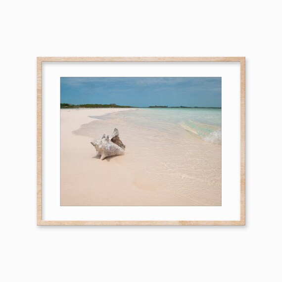 Conch Shell White Sand Beach Turquoise Water Coastal Photo Poster