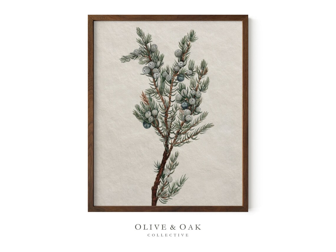 Vintage Botanical Winter Tree Branch Drawing - Image 2