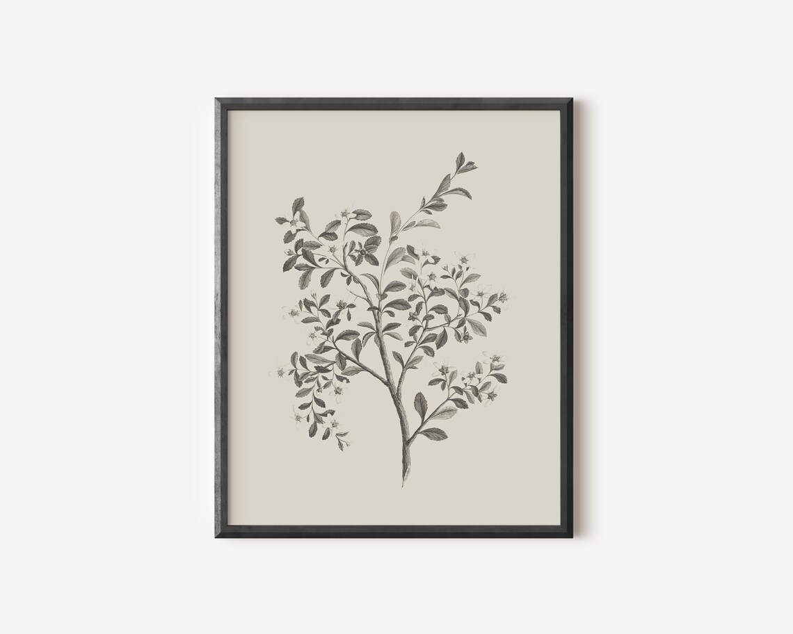 Simple Branch Drawing Botanical Art Print, Neutral - Image 4