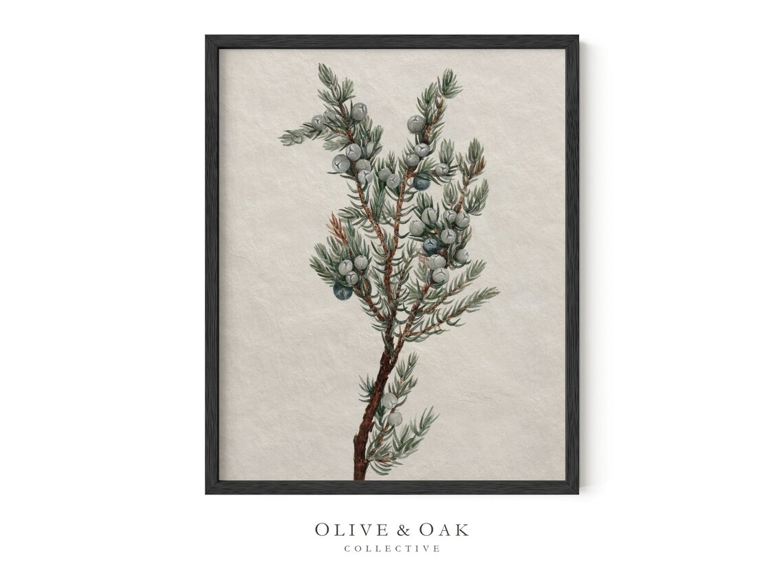 Vintage Botanical Winter Tree Branch Drawing - Image 3