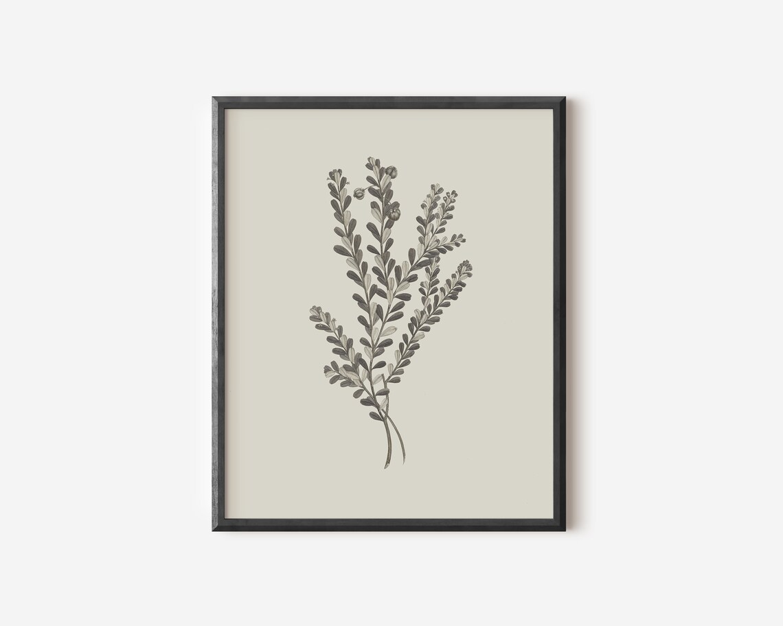 Botanical Branch Drawing, Simple Flower Art Print - Image 4