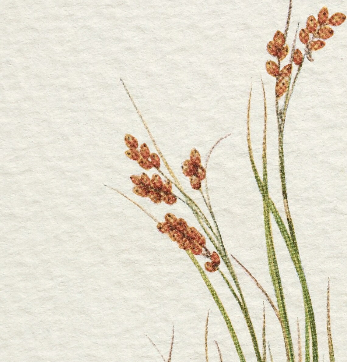 Antique Botanical Flower Print, Vintage Farmhouse Art Print - Image 2