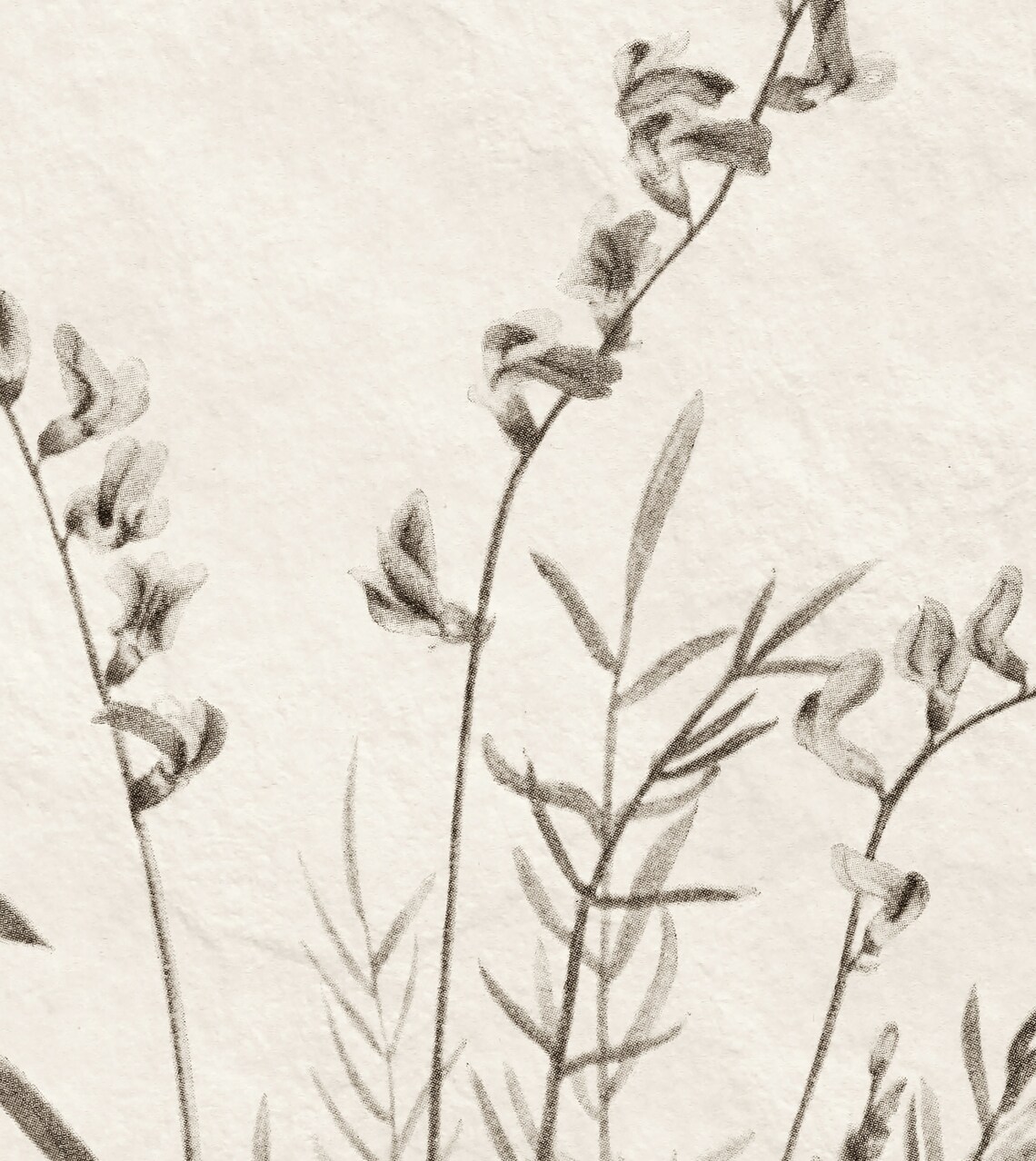 Vintage Botanical Floral Screen Print, Art Print - Image 3