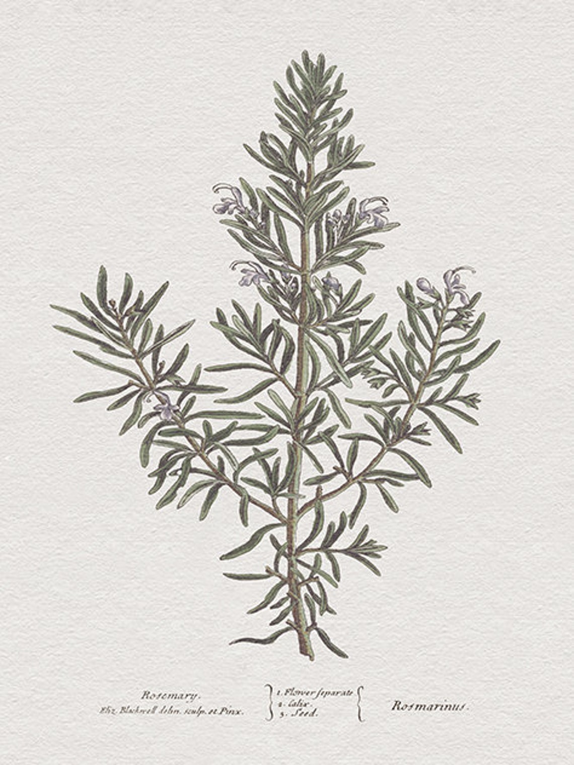 Rosemary Botanical Art Print, Neutral Kitchen Decor - Image 4