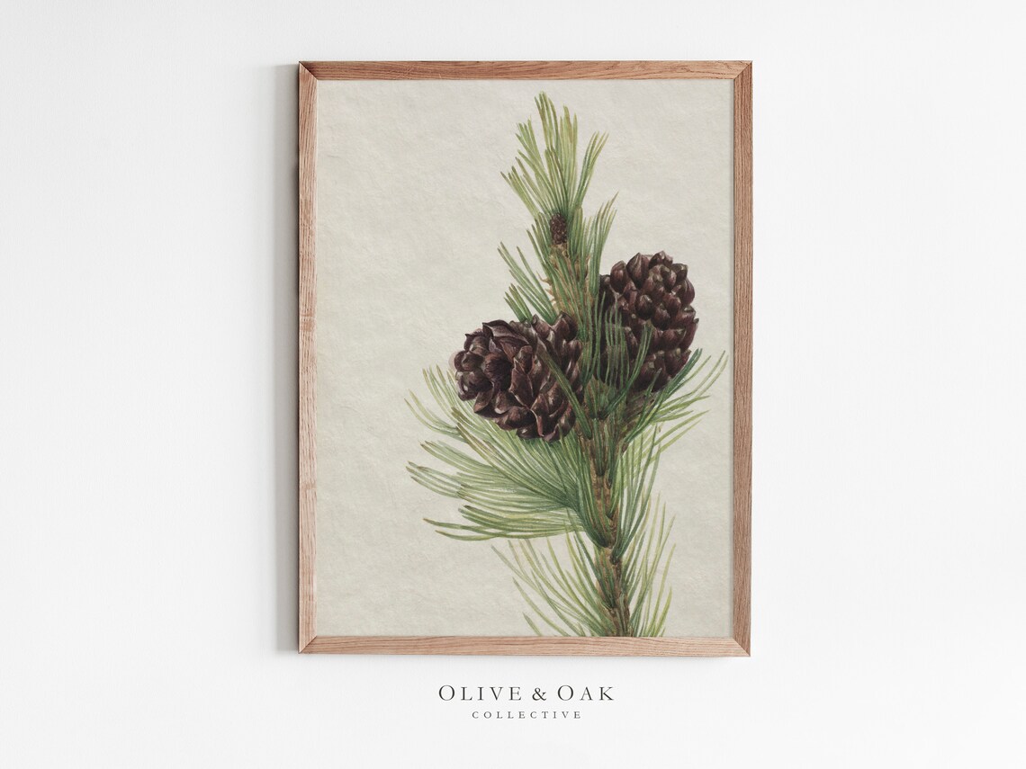 Winter Botanical Pine Tree Branch Drawing Art Print