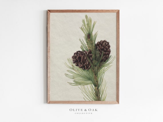 Winter Botanical Pine Tree Branch Drawing Art Print