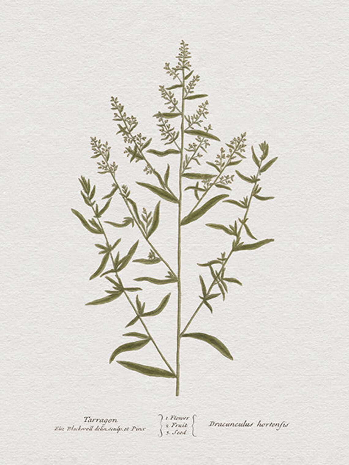 Tarragon Drawing, Botanical Kitchen Art Print - Image 2