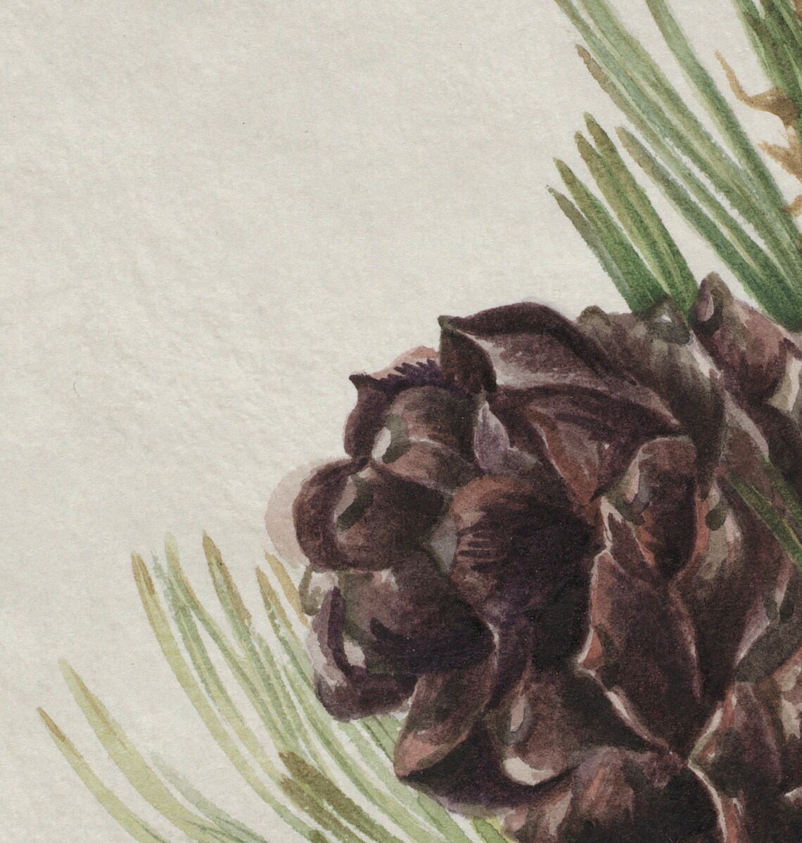 Winter Botanical Pine Tree Branch Drawing Art Print - Image 2