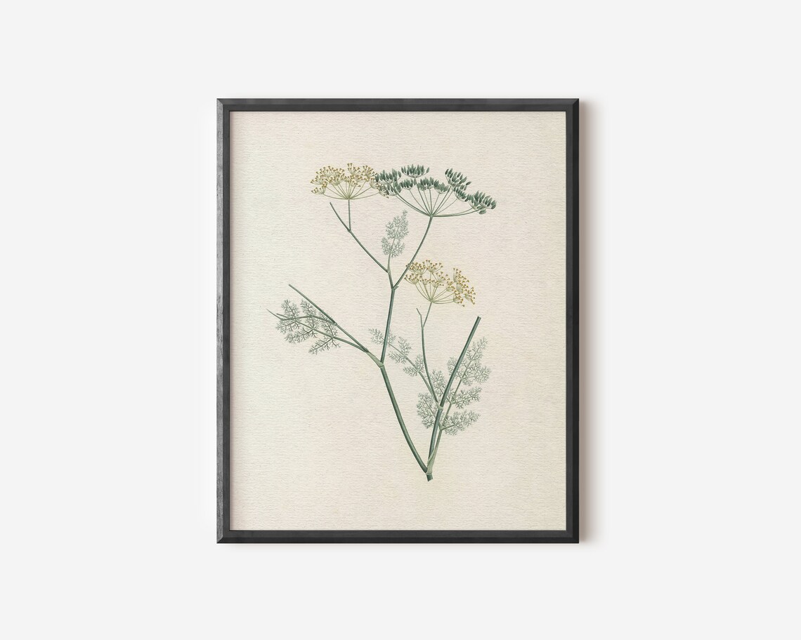 Dill Kitchen Drawing, Botanical Kitchen Decor - Image 3