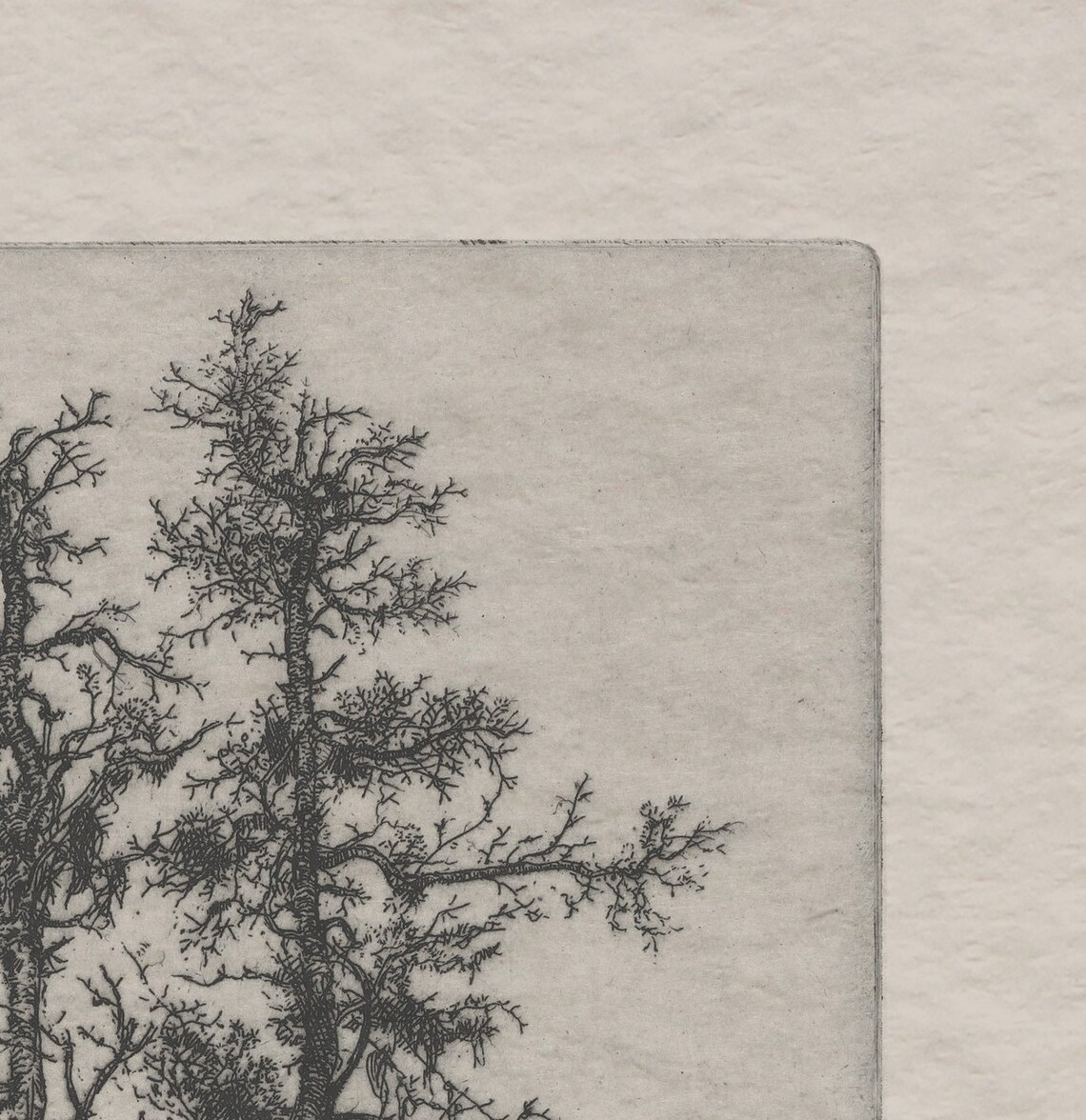 Vintage Tree Sketch, Minimalist Tree Etching Poster - Image 3