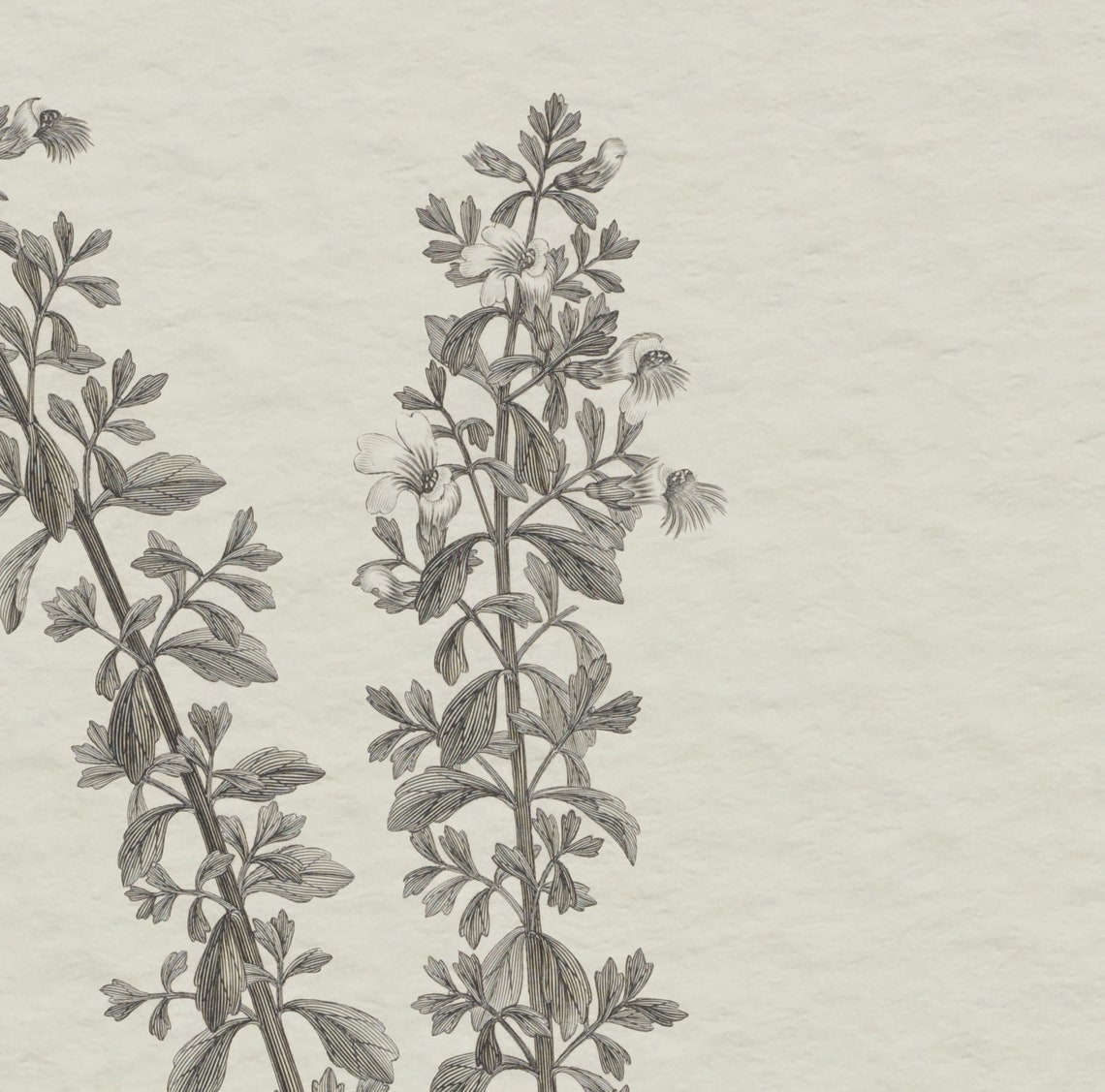 Vintage Botanical Drawing, Sketch Art Print - Image 2