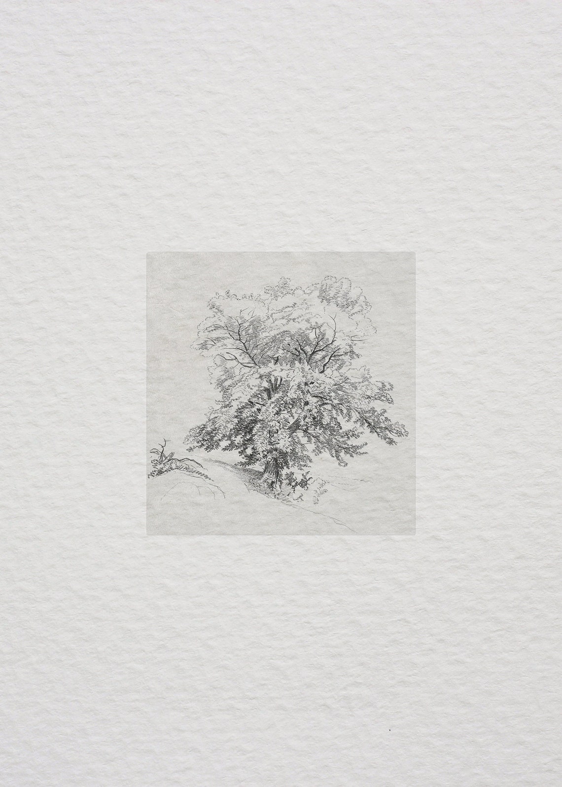 Vintage Tree Study Drawing Antique Tree Sketch 280 - Image 4