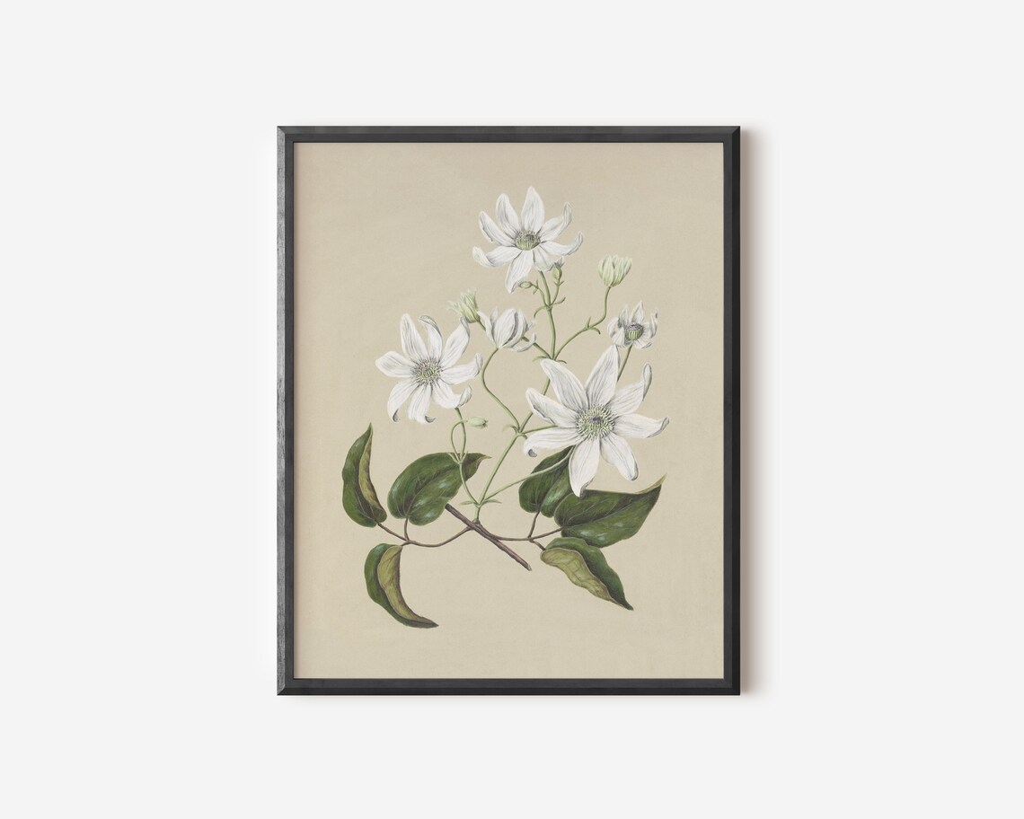 Vintage Botanical Art Print, Neutral Decor - Image 3
