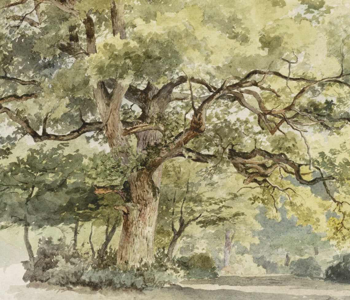 Vintage Oak Tree Drawing, Rustic Botanical Art Print - Image 2