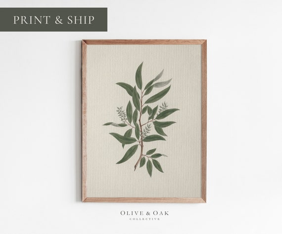 Vintage Botanical Tree Branch Art Print, Farmhouse Decor