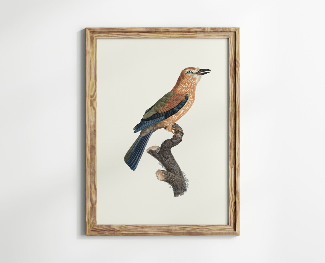 Vintage Bird Print, Antique Bird Drawing Art Print - Image 3