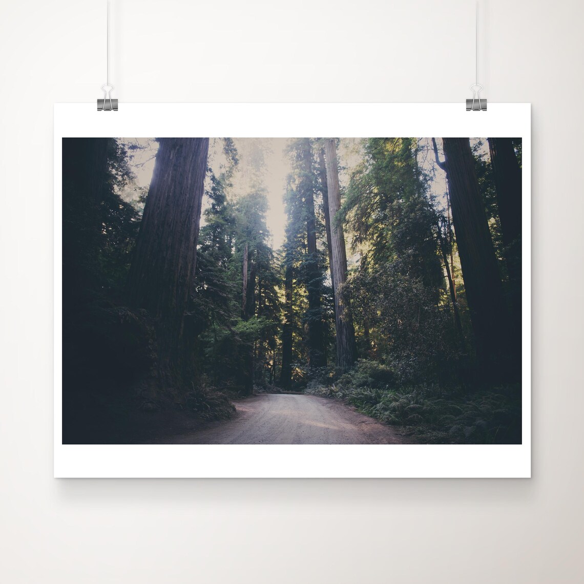 Redwood National Park Towering Forest Road Photo Travel Poster