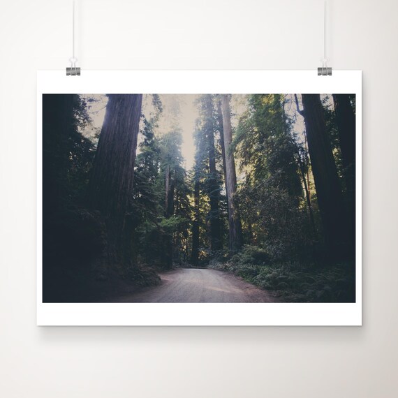 Redwood National Park Towering Forest Road Photo Travel Poster