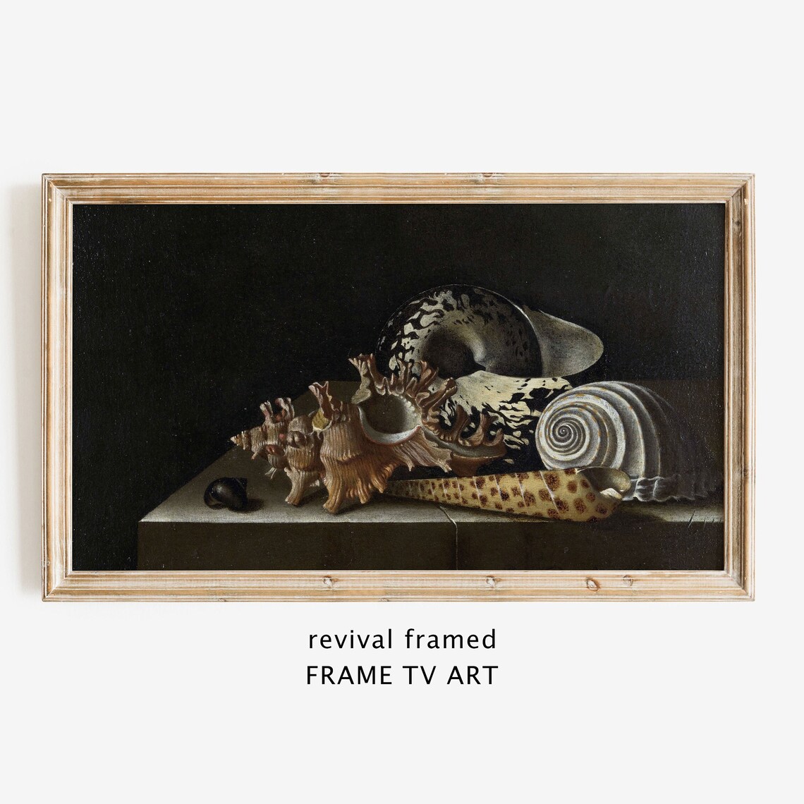Dark Still Life Oil Painting of Seashells on a Ledge with Black Background Poster