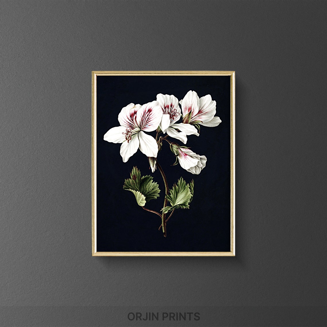 White Geranium Botanical Illustration Vintage Flower Art Poster