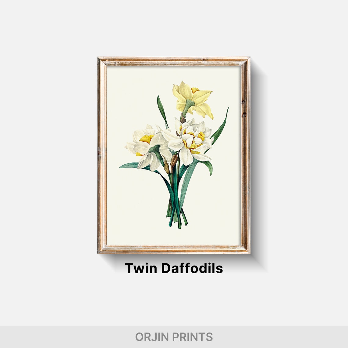 White Daffodils Botanical Illustration Vintage Spring Flower Poster - Image 2