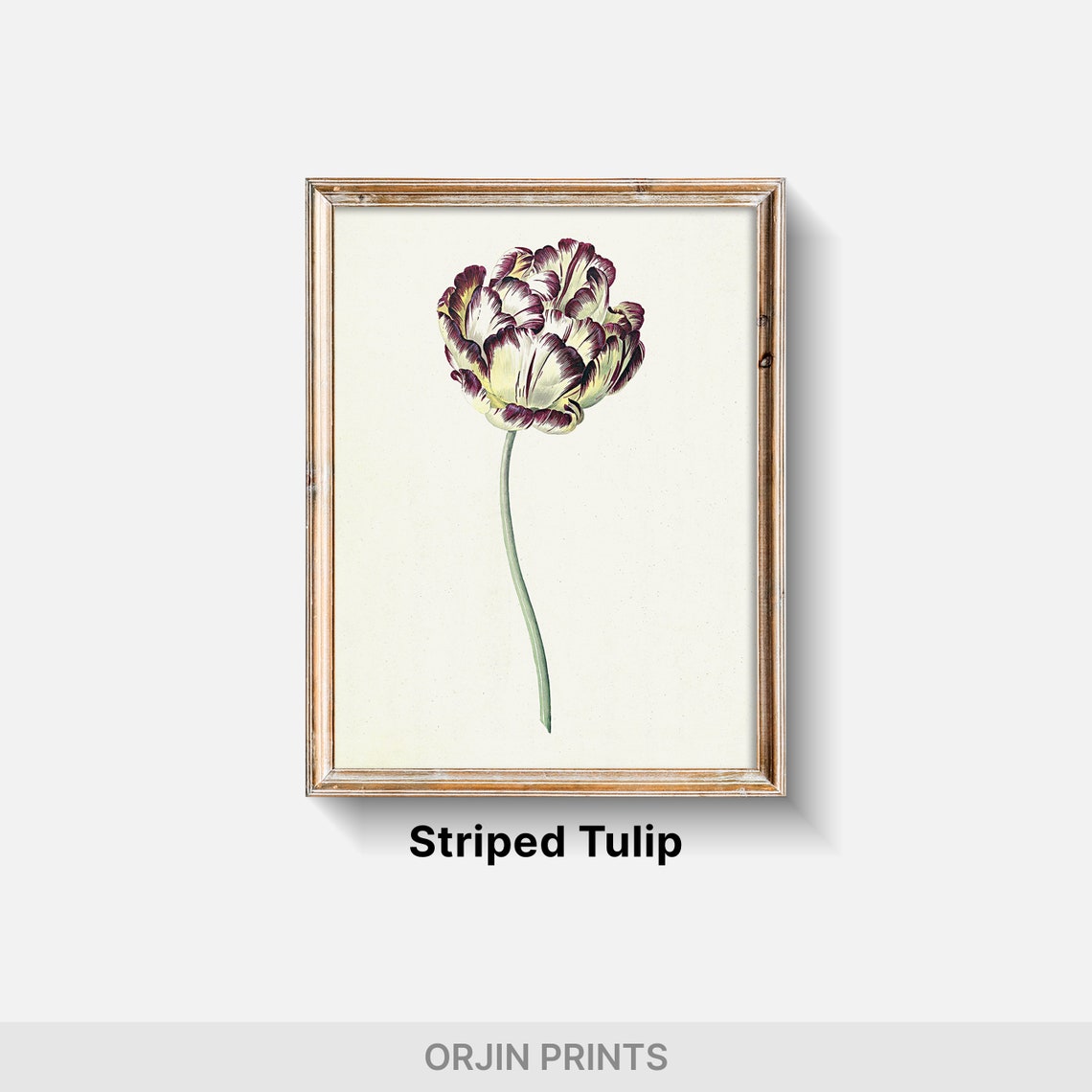 Parrot Tulip Botanical Illustration Vintage Purple Tulip Poster - Image 2