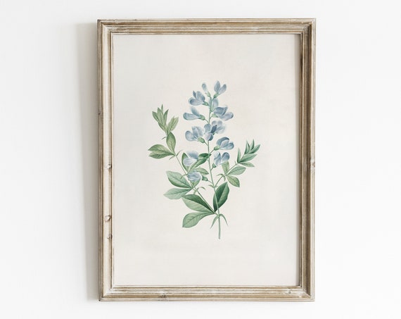 Vintage Sweet Pea Botanical Art Print, Cottage Core