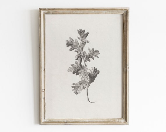 Vintage Oak Leaf Print, Antique Botanical Art Print