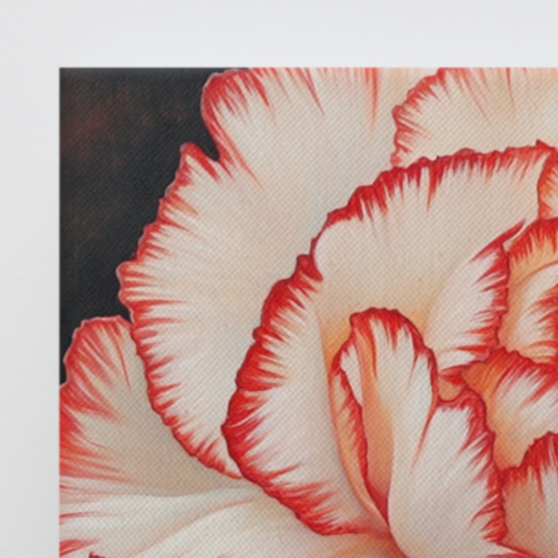 Red White Two Toned Carnation Black Background Bold Statement Poster - Image 4