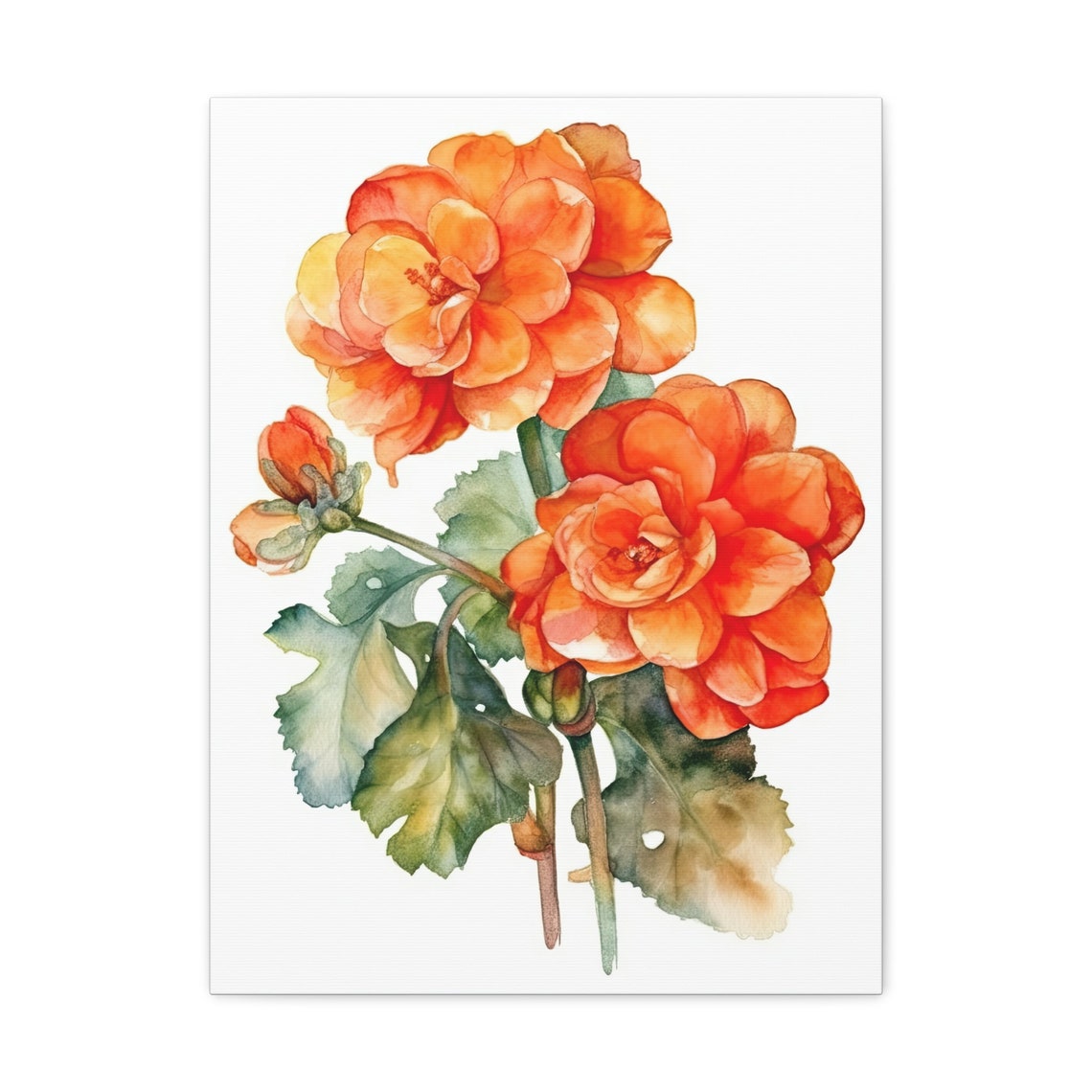 Orange Begonia Double Blooms Watercolor Flower Botanical Art Print