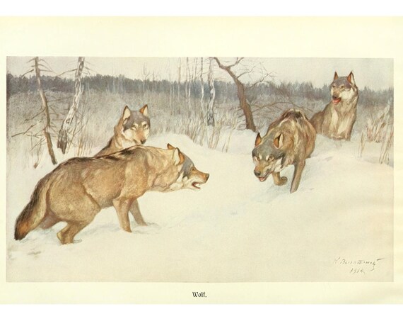 Wolf Antique Lithograph by Alfred Brehm