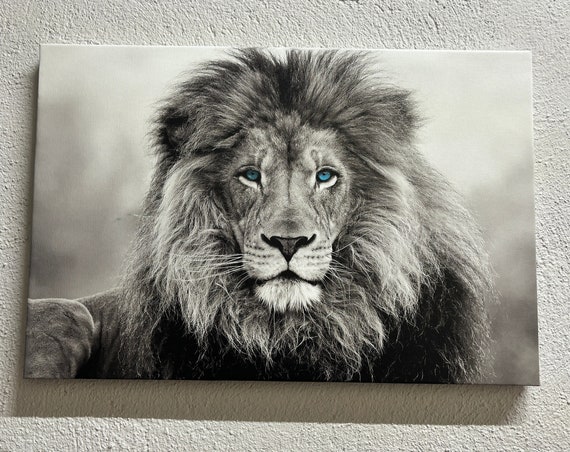 Blue Eyed Lion Animal Art Print, Wildlife Decor