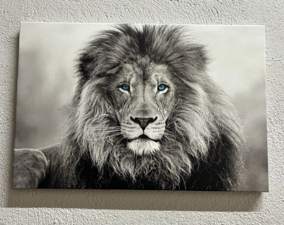 Blue Eyed Lion Animal Art Print, Wildlife Decor