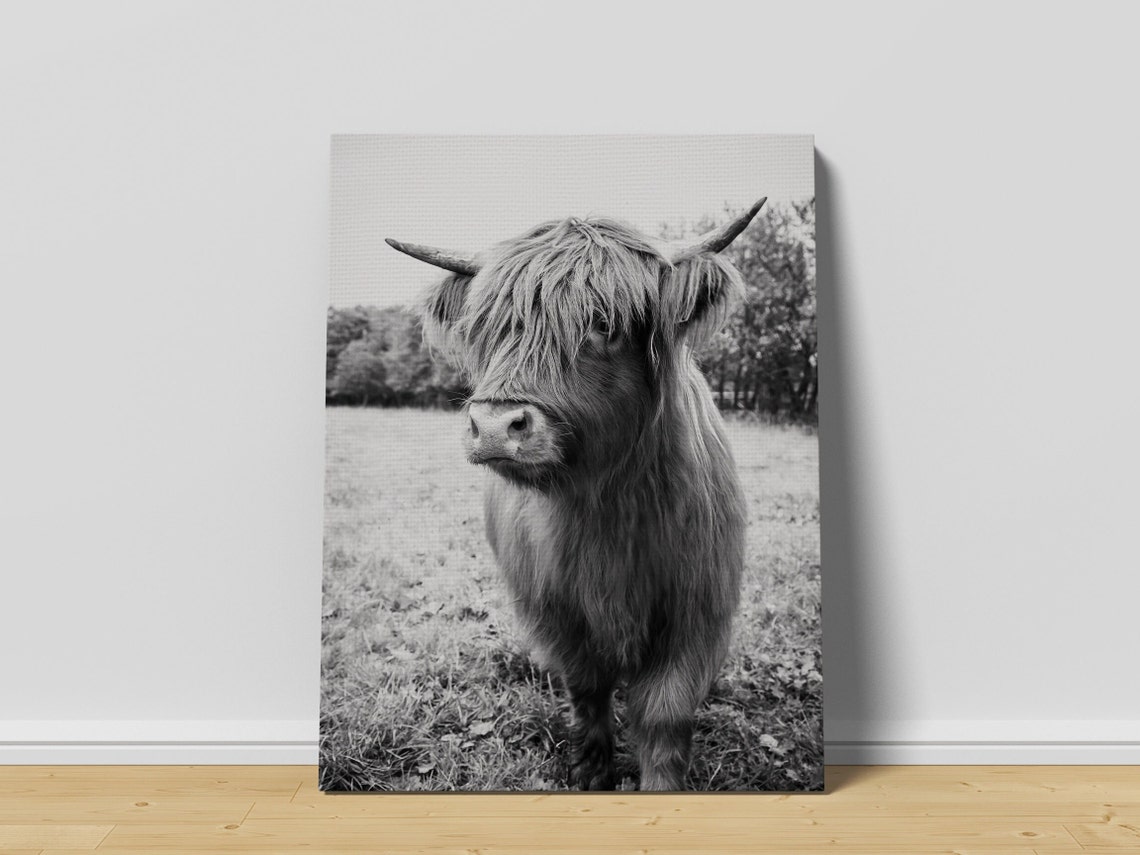 Monochrome Highland Cow Portrait Standing In Pasture Field Poster