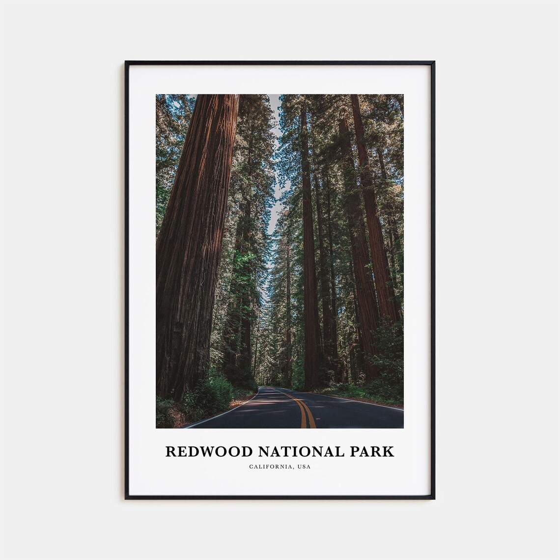 Redwood National Park Giant Trees Road California Photo Poster